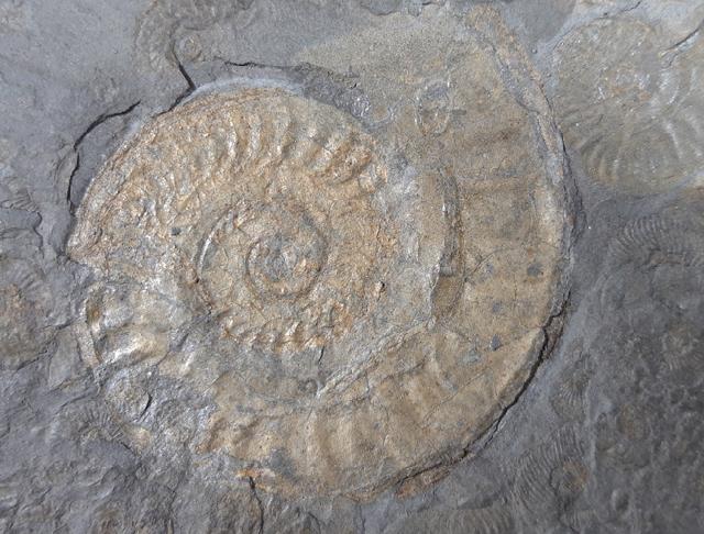 Hildoceras (Hildoceras) bifrons (BRUGUIRE 1789) - Bild © FossNet FossilienStore
